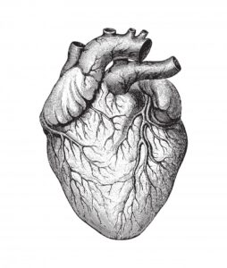 Heart illustration